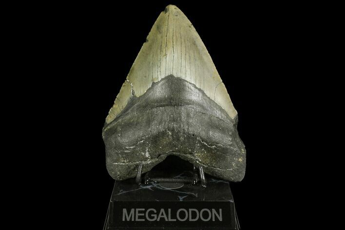 Huge, Fossil Megalodon Tooth - North Carolina #158230